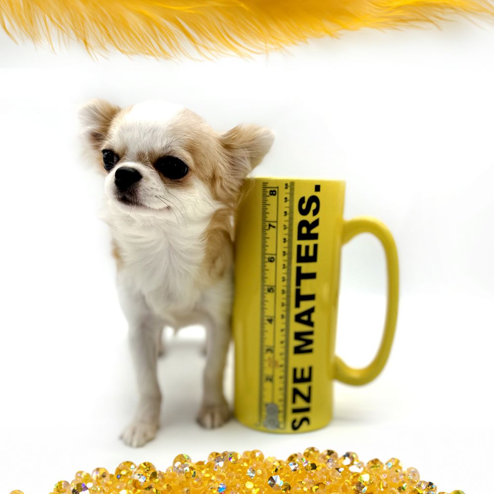 Summer 2024 Vol. 116, No. 2 sfspca.org, image size:1000x1000