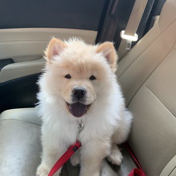 In Tune Dog Training - My puppy after attending Nancy's puppy social! - Pet Training Near Me In Tune Dog Training - My puppy after attending Nancy's puppy social! - Pet Training Near Me