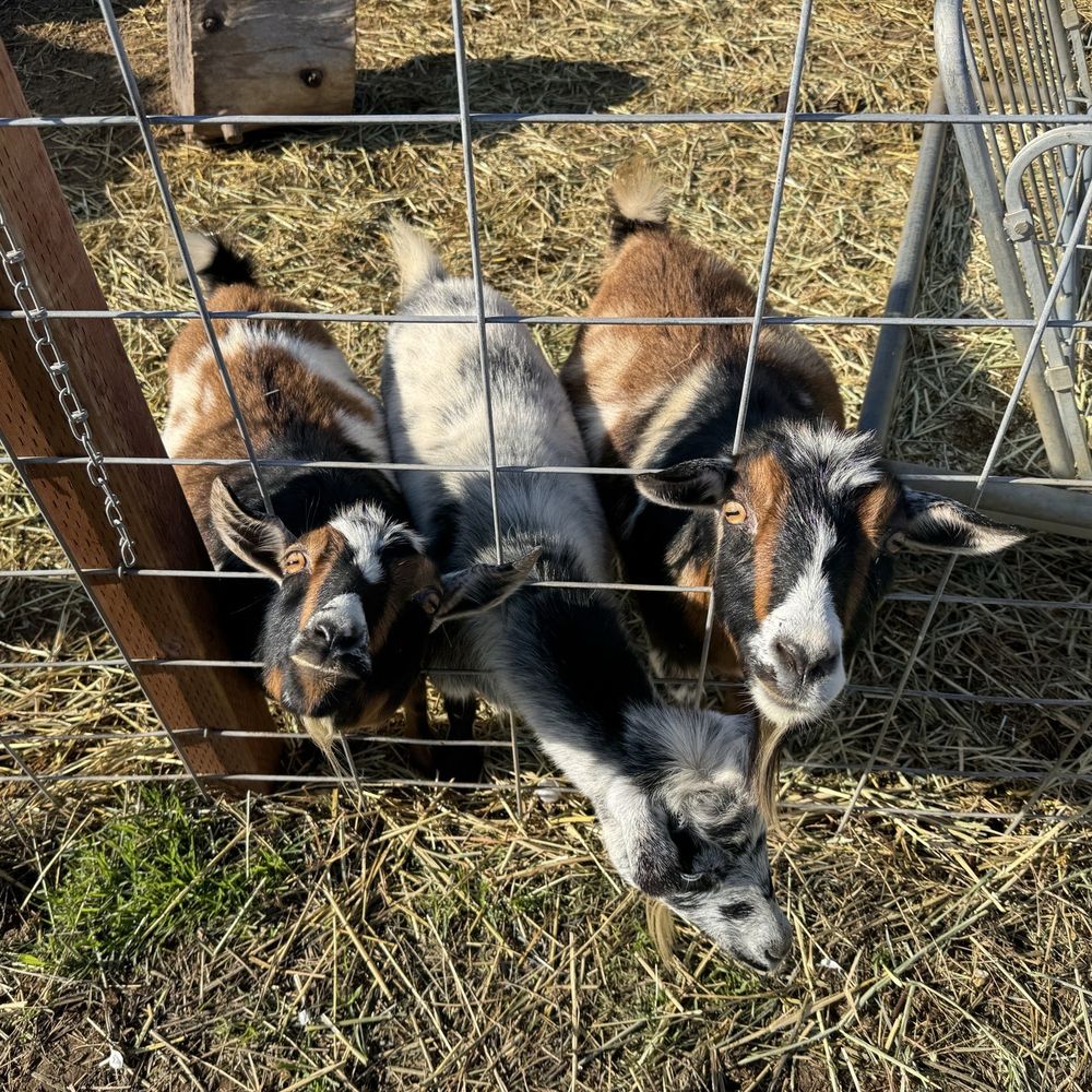 Back-to-Eden Ranch - Attraction Farms Near Me - Gilroy, California Back-to-Eden Ranch - Attraction Farms Near Me - Gilroy, California