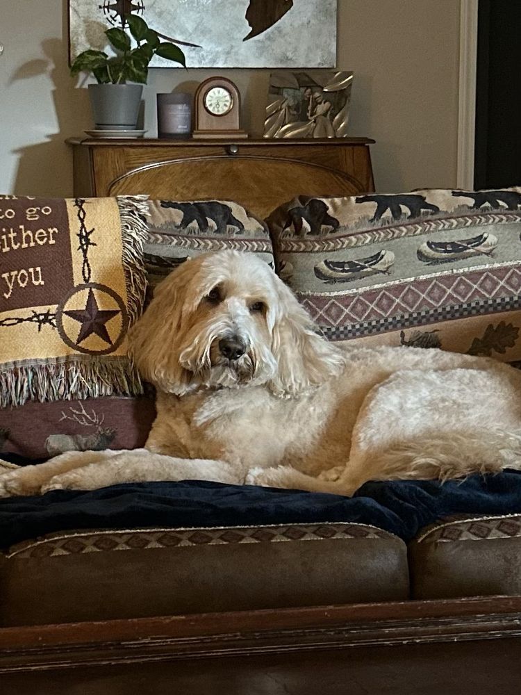 THE DOG PAWLOUR Updated September 2024 14 Photos & 23 Reviews 3519 E Harmony Rd, Fort