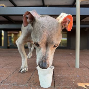 Starbucks - Willow's last pup cup. - Coffee & Tea Near Me - Thousand Oaks, California