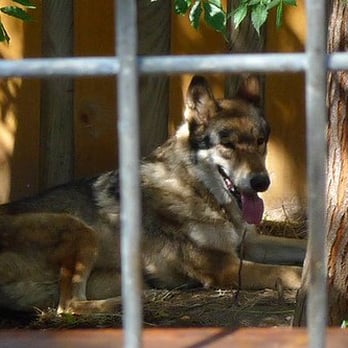 Austin Zoo - rescued wolf dog - Zoos Near Me - Austin, Texas