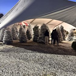 Santa's Forest Christmas Tree Lot - Flocked trees