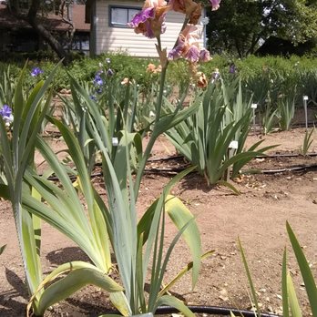 Horton Iris Garden - Attraction Farms Near Me - Loomis, California
