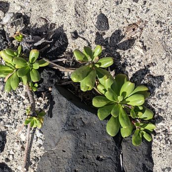 Makapu'u Tidepools - shrubs - Hiking Near Me - Waimanalo, Hawaii