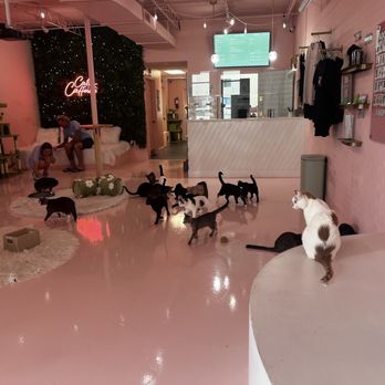 Cats and Caffeine - Interior play areas and cafe counter. You can also rent the space out for private parties! - Coffee & Tea Near Me - Tampa Bay, Florida Cats and Caffeine - Interior play areas and cafe counter. You can also rent the space out for private parties! - Coffee & Tea Near Me - Tampa Bay, Florida