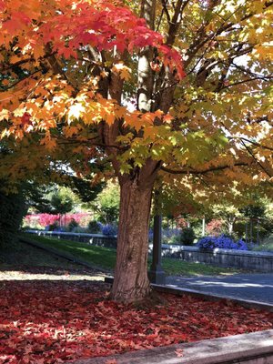Sam Smith Park by null