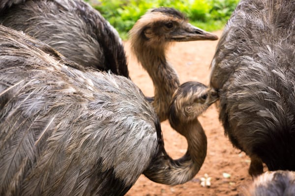 Parque das Aves by null