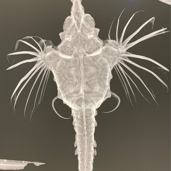 High Desert Museum - X-ray fish exhibit - Museums Near Me - Bend, Oregon