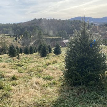 Mistletoe Meadows - Christmas Trees Near Me - Laurel Springs, North Carolina Mistletoe Meadows - Christmas Trees Near Me - Laurel Springs, North Carolina