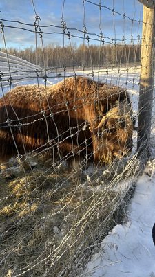 Large Animal Research Station by null