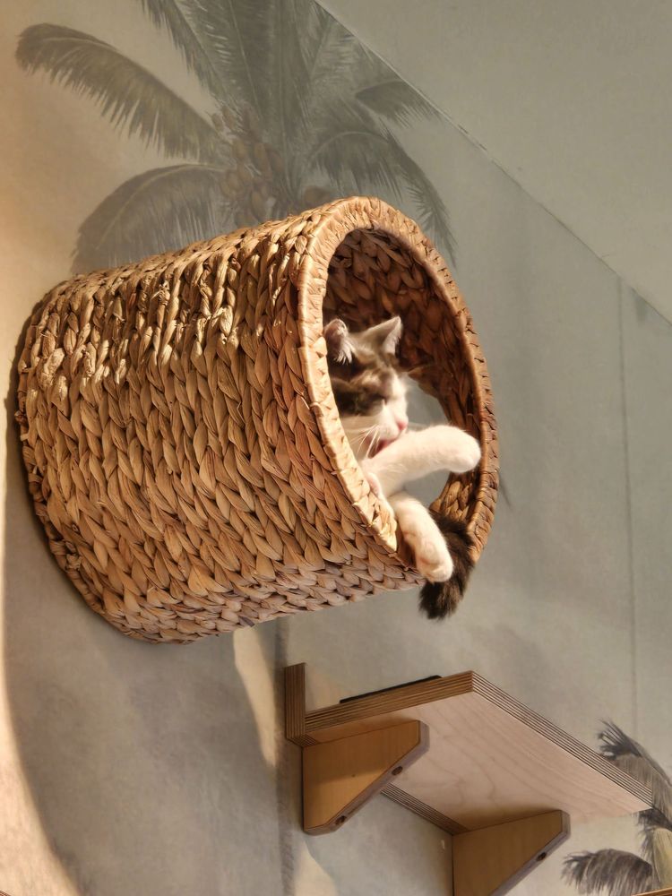 Katzentempel München