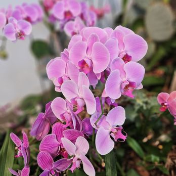 Desert Botanical Garden - Orchid - Botanical Gardens Near Me - Phoenix, Arizona