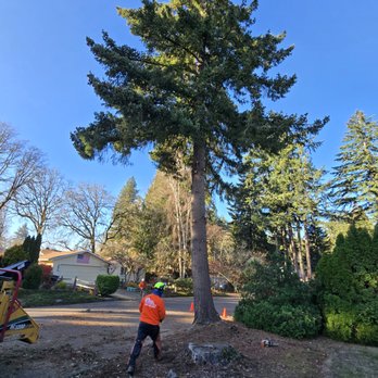 Alex's Quality Tree Service - Tree Services Near Me Alex's Quality Tree Service - Tree Services Near Me