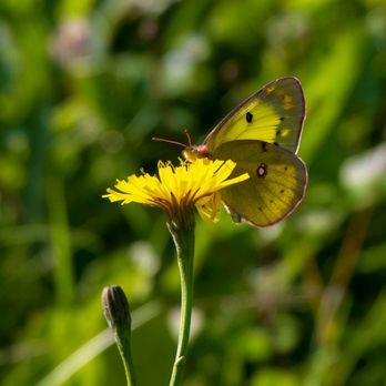 Coos Canyon - A Clouded Sulfur butterfly - They're amazing - their wings have pink all along the edges! - Hiking Near Me - Byron, Maine