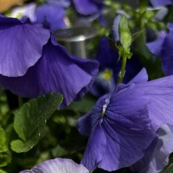 Dan & Jerry's Garden Center - purrrrple!!!