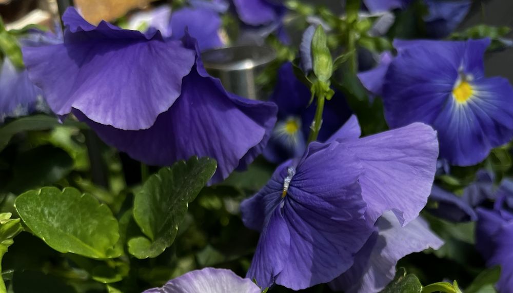 DAN & JERRY’S GARDEN CENTER Updated August 2024 2498 85th St NE, Monticello, Minnesota