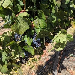 Scott Harvey Wines