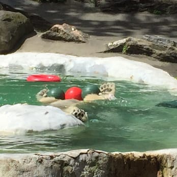 Bronx Zoo - Polar bear - Zoos Near Me - Bronx, New York