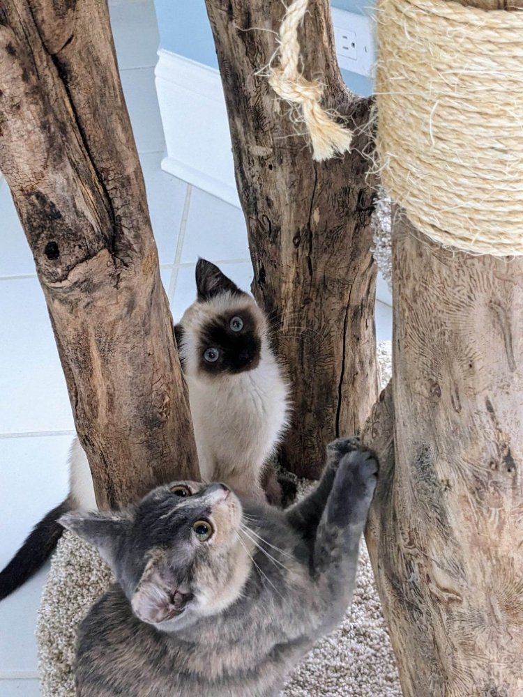 CAT TREE KINGDOM Updated October 2024 Request a Quote Madison