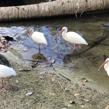 Lake Walk - Pelican Lake - Ibis - Hiking Near Me - Juno Beach, Florida Lake Walk - Pelican Lake - Ibis - Hiking Near Me - Juno Beach, Florida