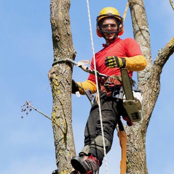 Lucas Tree Service - Tree service in Cambridge, OH & Local areas - Tree Services Near Me - Cambridge, Ohio Lucas Tree Service - Tree service in Cambridge, OH & Local areas - Tree Services Near Me - Cambridge, Ohio
