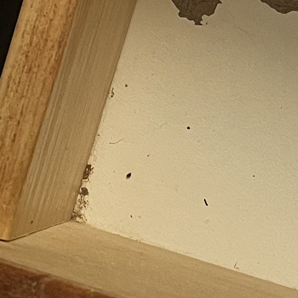 Courtyard by Marriott Charlotte Gastonia - bed bugs‼‼ - Hotels Near Me - Gastonia, North Carolina
