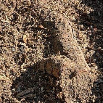 The Tree Boss - Huge roots - Tree Services Near Me - Yuba City, California The Tree Boss - Huge roots - Tree Services Near Me - Yuba City, California