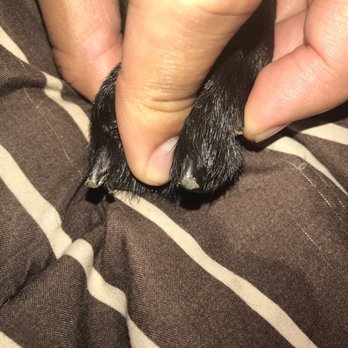 Pet Haven Salon - it appears a 5 year old clipped my dogs near... jagged edges all around - Pet Groomers Near Me - Kapolei, Hawaii Pet Haven Salon - it appears a 5 year old clipped my dogs near... jagged edges all around - Pet Groomers Near Me - Kapolei, Hawaii