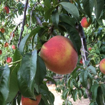 Youngblood Farms - Peaches! - Pick Your Own Farms Near Me - Littlerock, California Youngblood Farms - Peaches! - Pick Your Own Farms Near Me - Littlerock, California
