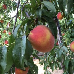 Youngblood Farms - Peaches!