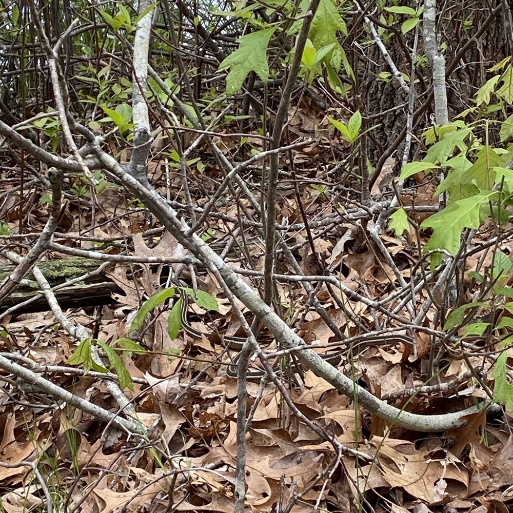 Cranberry Bog County Park - Snake! - Parks Near Me - South Riverhead, New York Cranberry Bog County Park - Snake! - Parks Near Me - South Riverhead, New York