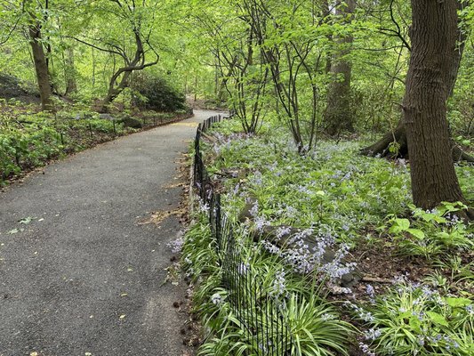 The Ramble by null