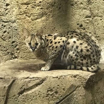Rainforest Adventures - Zoos Near Me - Sevierville, Tennessee