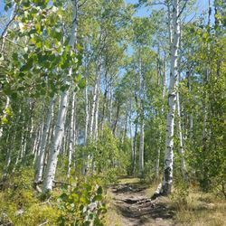 Blackhawk Trail - Beautiful Aspens