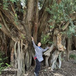 San Francisco Botanical Garden - 3/30/25 Reminds me of the Banyan trees in Kaua'i