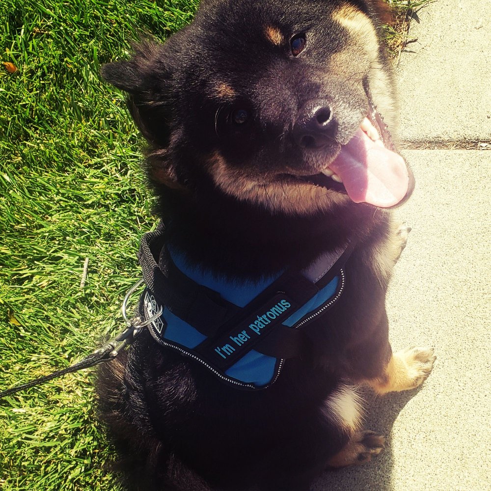 Wasabi the Wonder Dog