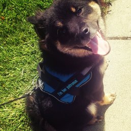 Wasabi the Wonder Dog Wasabi the Wonder Dog