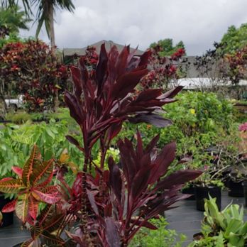 Kauai Seascapes Nursery - Nurseries & Gardening Near Me - Kilauea, Hawaii