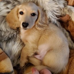 Sonny, 11 weeks from Crown Dachshund. Amazing breeder!!!!! So incredibly happy with our little man. Sonny, 11 weeks from Crown Dachshund. Amazing breeder!!!!! So incredibly happy with our little man.