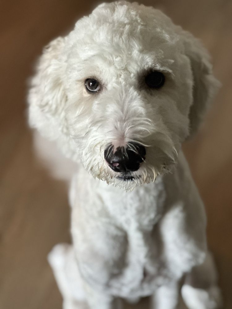 FUREVER CLASSY Updated September 2024 41 Photos Decatur,