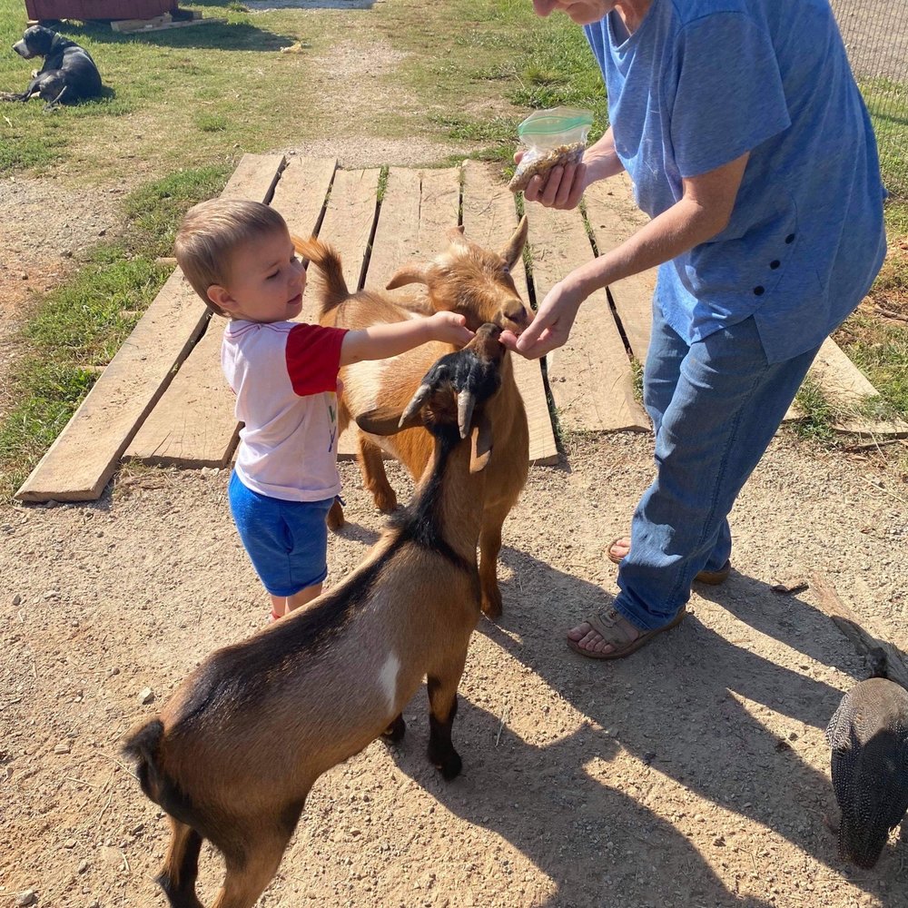 Spring Haven Farm - Farms Near Me - Chapel Hill, North Carolina