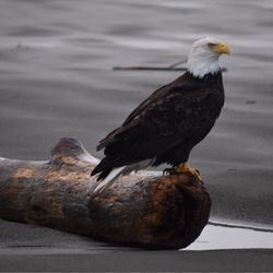 Oceana - Ocean City, WA