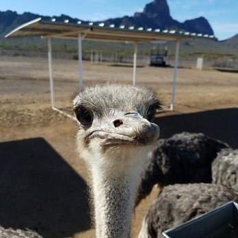 Rooster Cogburn Ostrich Ranch - Cheese! - Petting Zoos Near Me - Picacho, Arizona Rooster Cogburn Ostrich Ranch - Cheese! - Petting Zoos Near Me - Picacho, Arizona