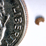 Photo of Beach Pest Control Service
