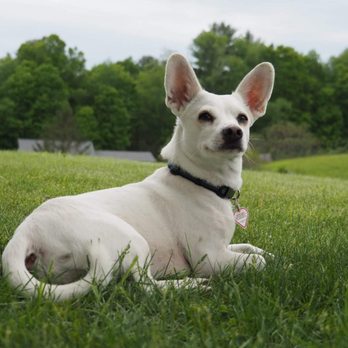 Ruff To Ready - Relax and take it all in - Pet Training Near Me Ruff To Ready - Relax and take it all in - Pet Training Near Me