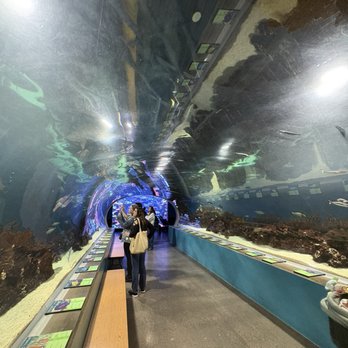 OdySea Aquarium - Aquariums Near Me - Scottsdale, Arizona OdySea Aquarium - Aquariums Near Me - Scottsdale, Arizona