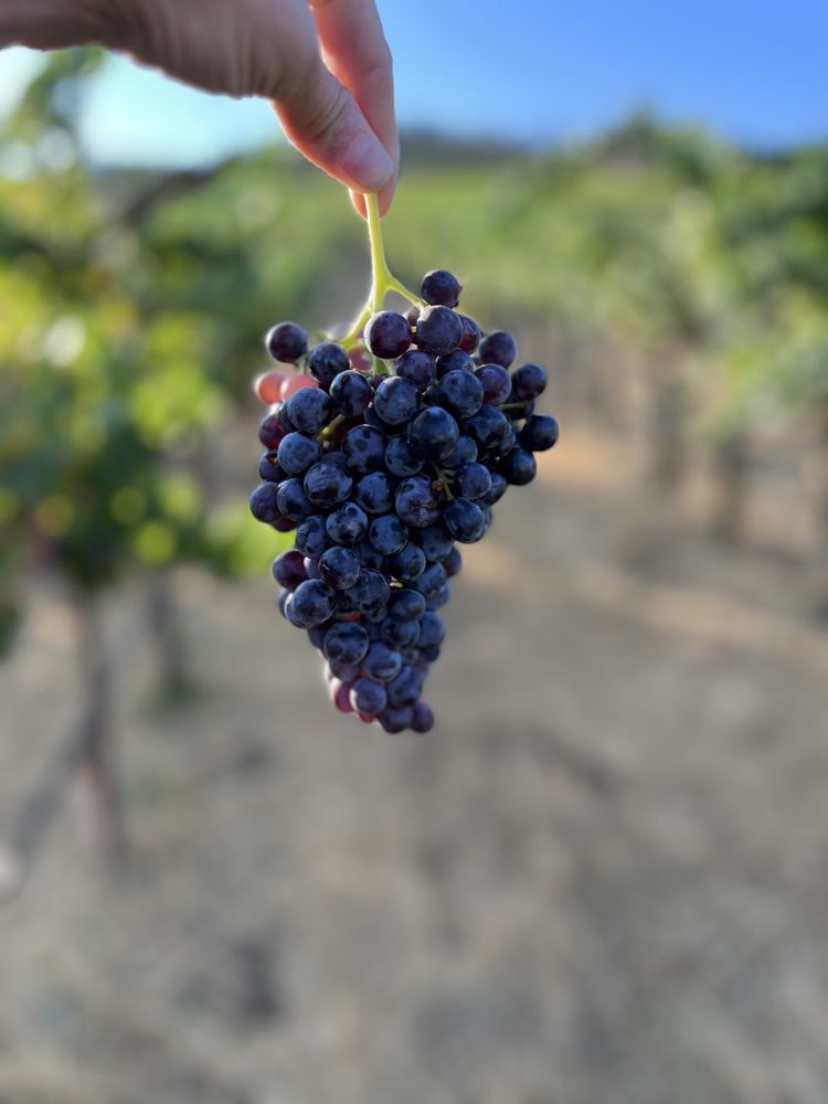 MISSION WINERY Updated September 2024 3421 Central Ave NE