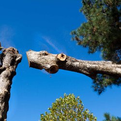 Pulla Tree Service