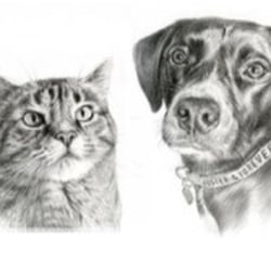 Foster and Forever Pet Rescue